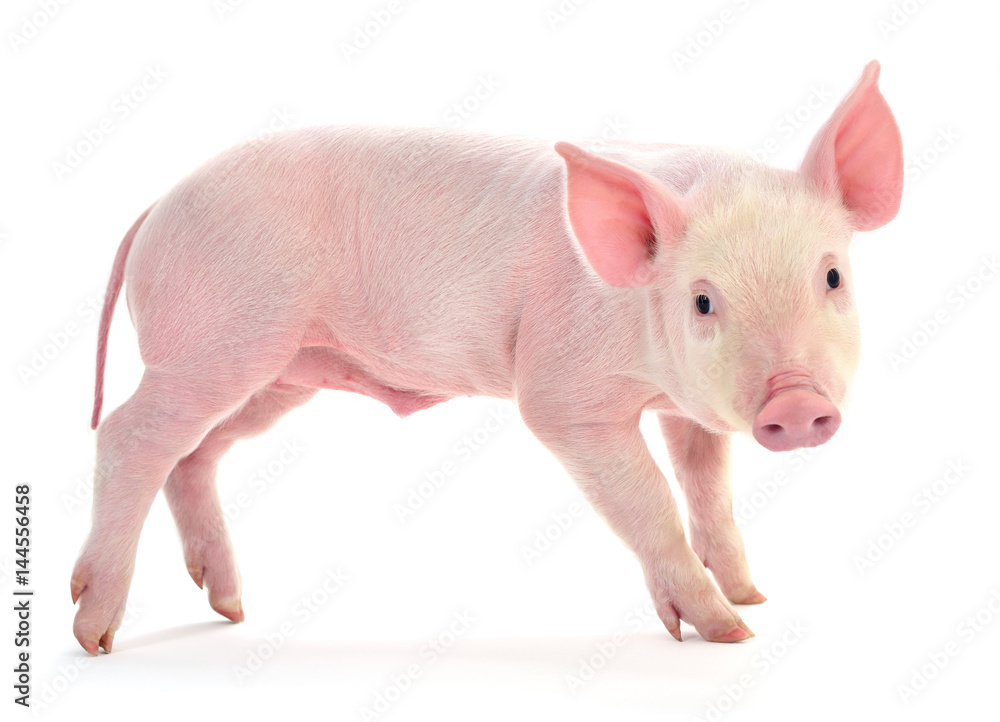 Pig on white. Pig on white.