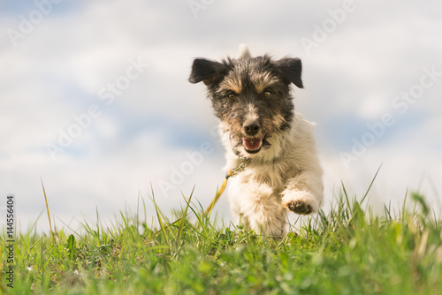 Hund rennt über eine grüne Wiese - Jack Russell Terrier Hündin 8 Monatre alt © Karoline Thalhofer