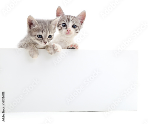 Kittens with blank.