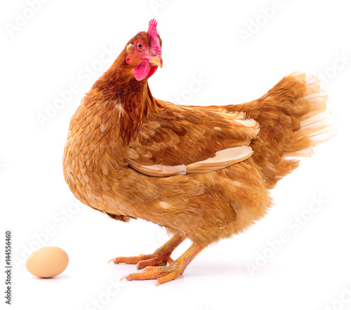 Brown hen and egg.