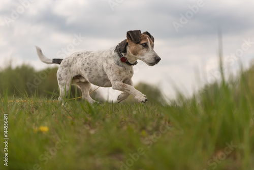 Hund rennt über grüne Wiese - Jack Russell Terrier Rüde 9 Jahre alt