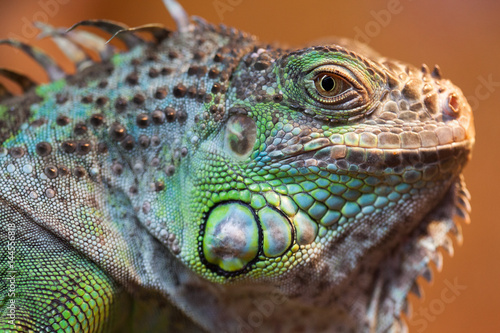 Closeup of green Iguana