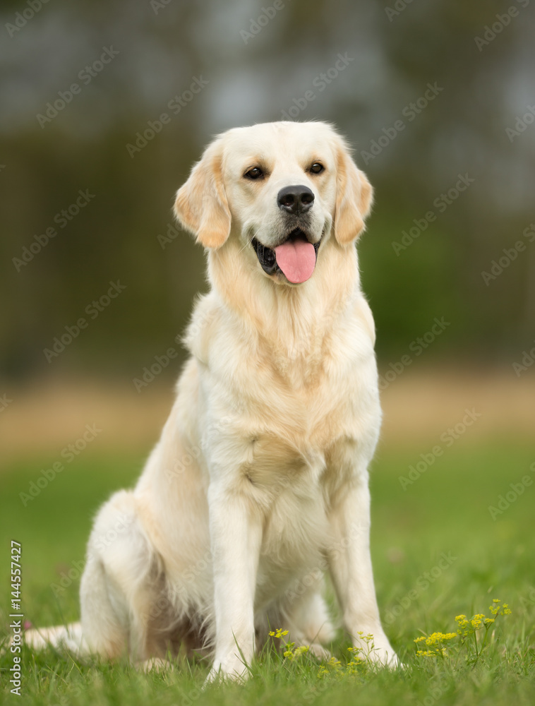 White Golden Retriever Dog