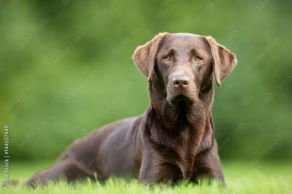 Labrador Retriever Dog