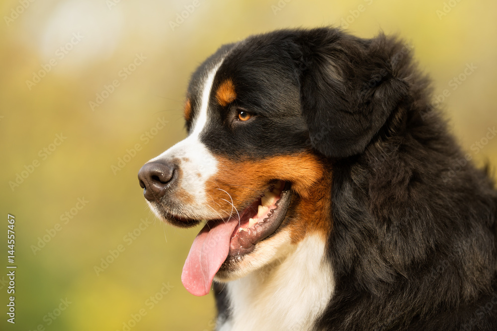 Close-up of Berner Sennenhund Dog