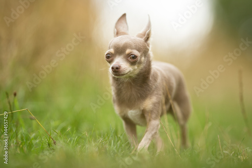 Chihuahua Dog Outdoors © Mikkel Bigandt