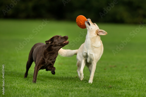 Canvas Print Labrador Retriever Dogs