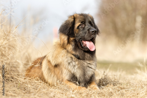 Leonberger dog photo