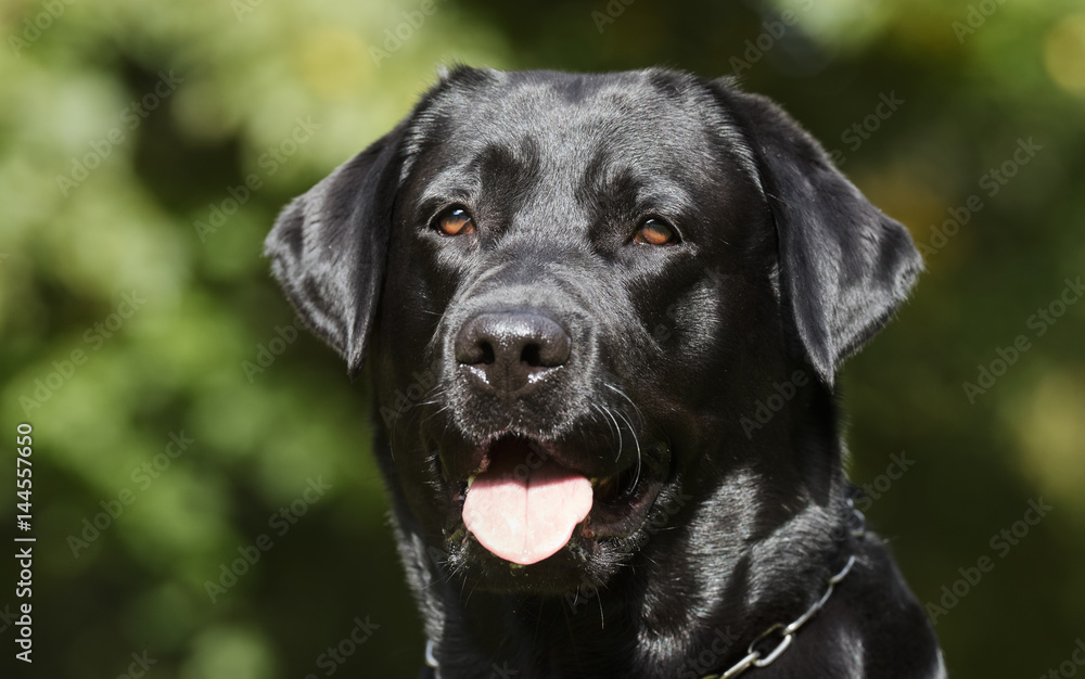Black labrador dog