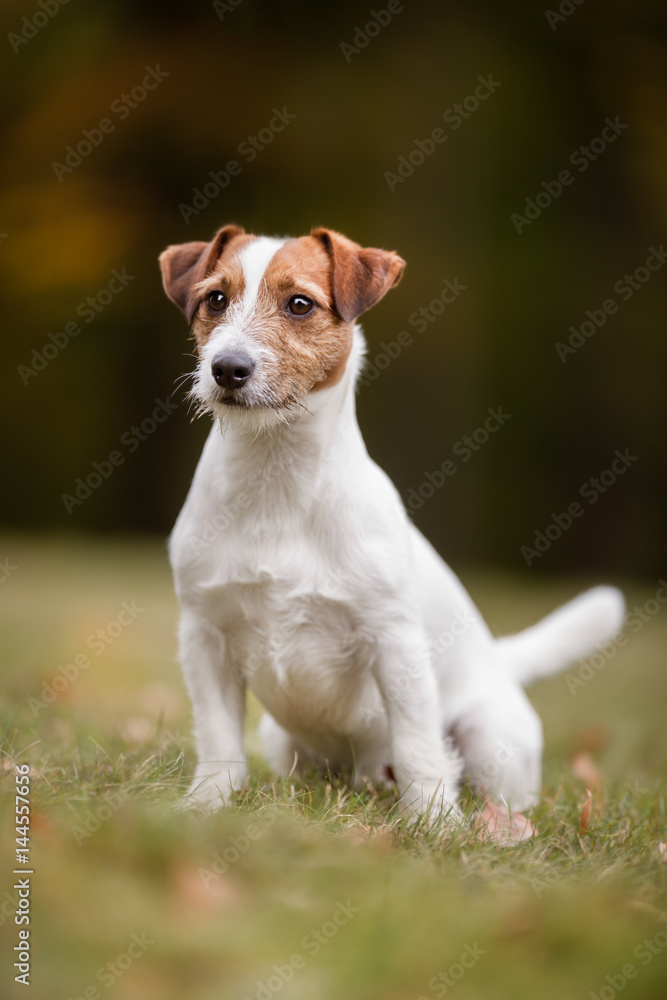 Jack Russel Terrier dog