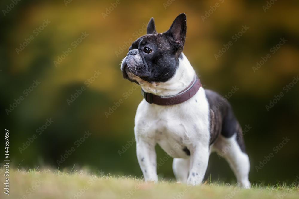 Dog in nature