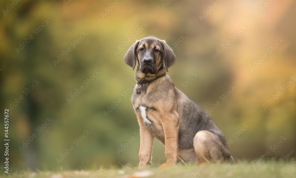 Purebred dog Purebred dog