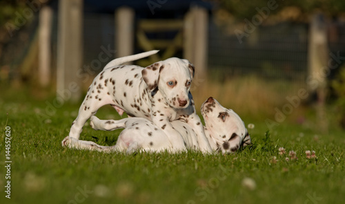 Two dalmatian dog puppies playing together