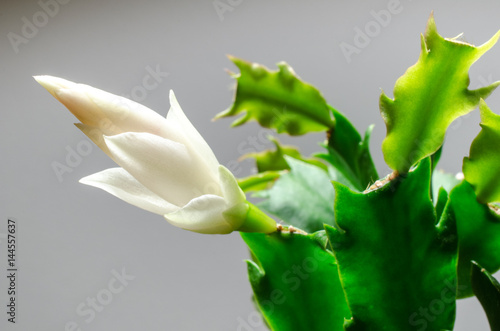 White christmas cactus