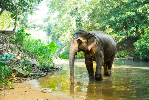 Ceylon elephant drink water from river in jungle