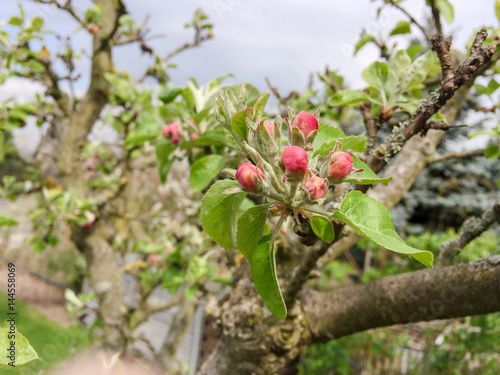 Apfelblüte des Ontarioapfels im Frühling