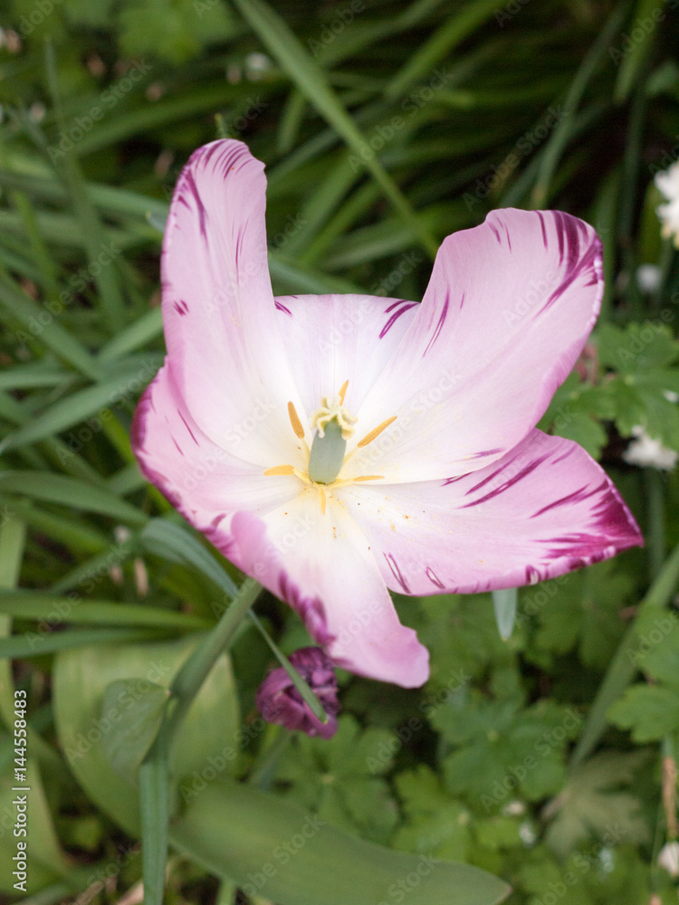 Pink, White and Orange Flower Head in Light, Nice Colours, and High Detail with Green Leaf Blurred Background and a Focused Centre