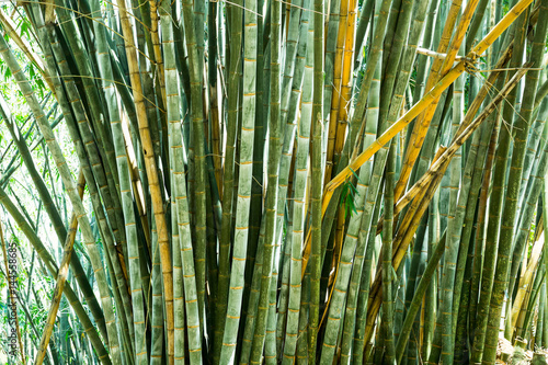 Bamboo grass on Sri Lanka closeup view