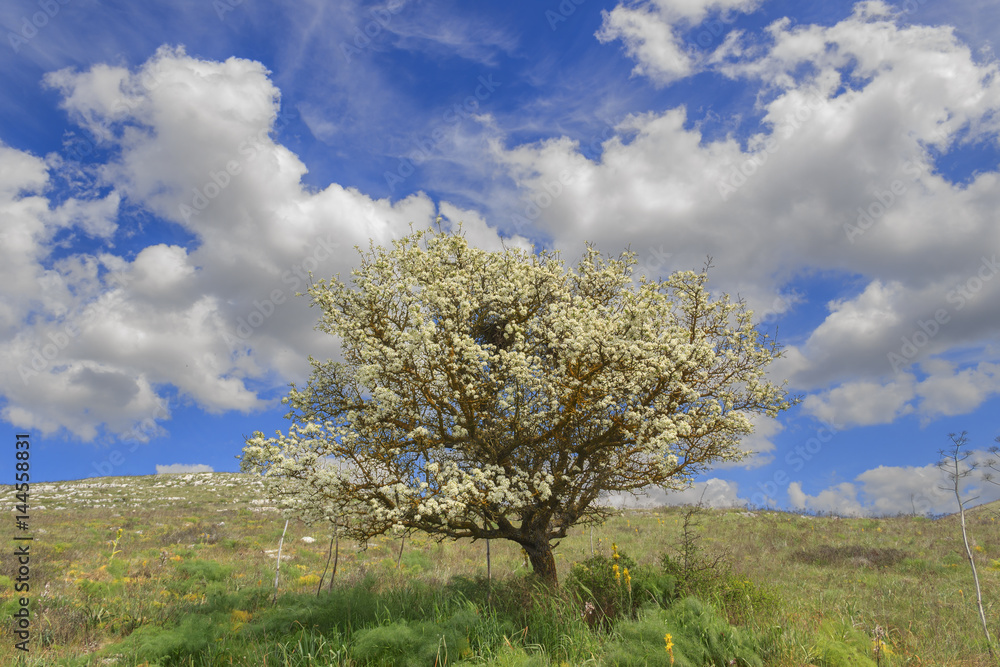 SPRINGTIME. Alta Murgia National Park: wild almond tree in bloom at dawn. Apulia-ITALY-Typical Apulian countryside of Murgia's plateau with wide fields ,rocky outcrops and grassland . SPRINGTIME. Alta Murgia National Park: wild almond tree in bloom at dawn. Apulia-ITALY-Typical Apulian countryside of Murgia's plateau with wide fields ,rocky outcrops and grassland .