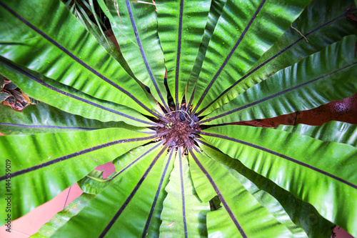 Peradeniya flower, Ceylon tropical flora closeup