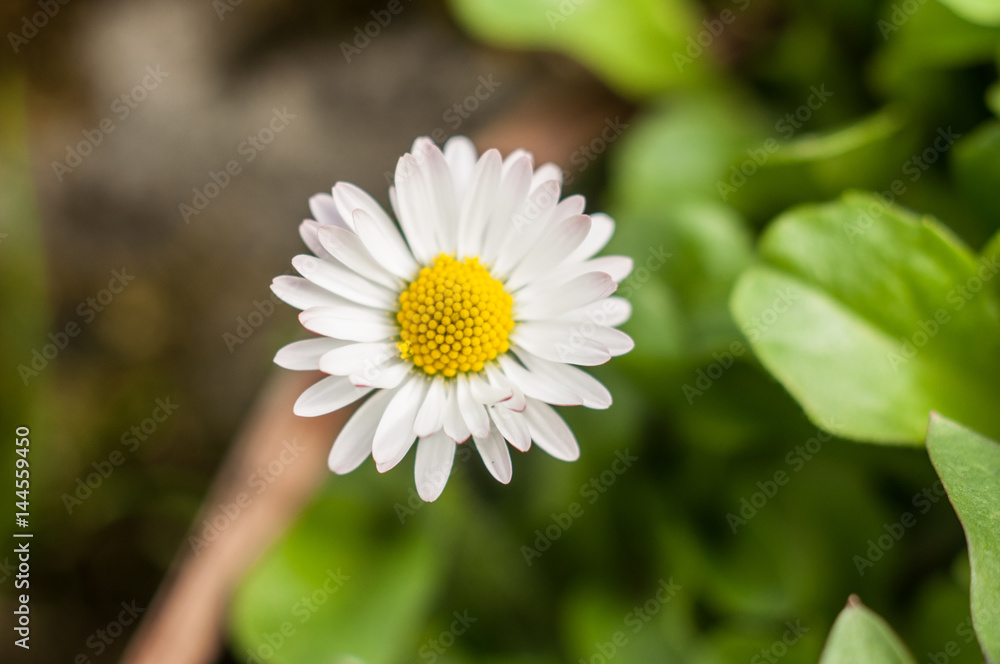 Obraz premium EInzelnes Gänseblühmchen