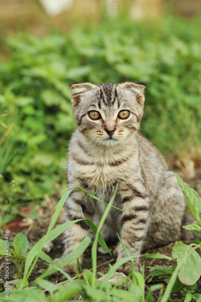 Beautiful little cat in green grass, outdoors