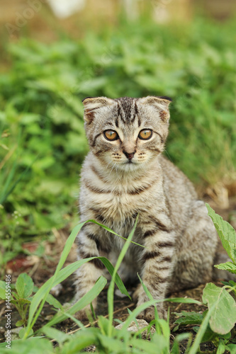 Beautiful little cat in green grass, outdoors © 5second