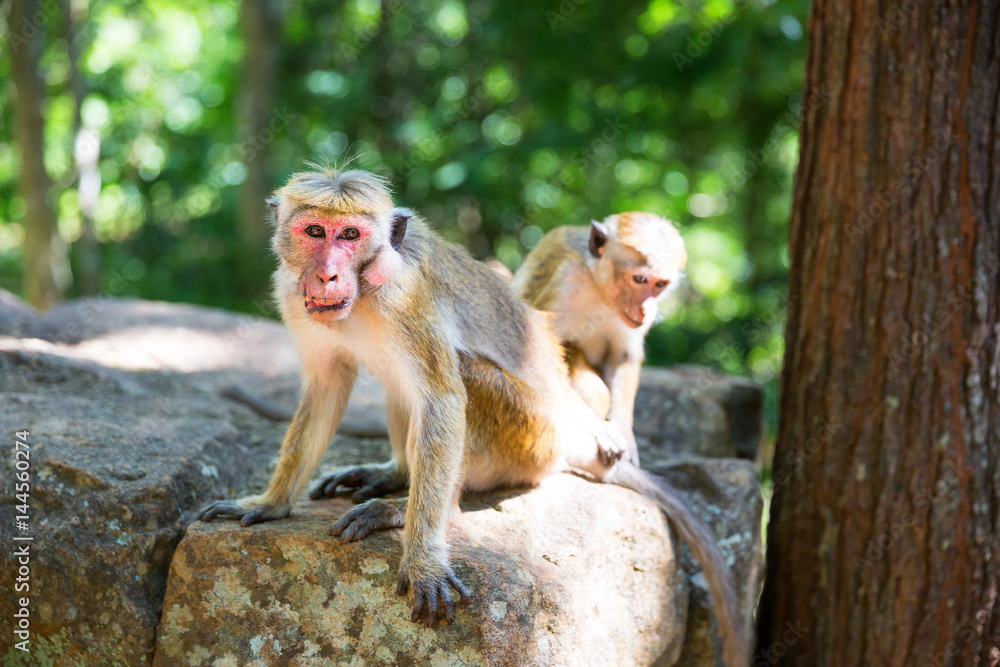 Monkeys sitting on stone, buddha temple on Ceylon