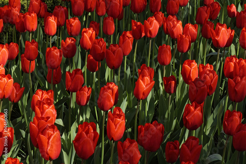 red tulip field in spring, closeup