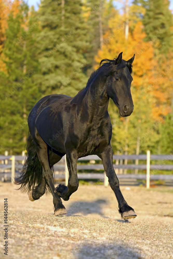 Beautiful Frisian Stallion running at pasture, trees in autumn colors Beautiful Frisian Stallion running at pasture, trees in autumn colors