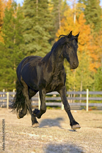 Beautiful Frisian Stallion running at pasture, trees in autumn colors