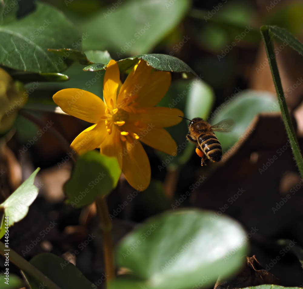 Bee flying to the bright yellow flower at the meadow Bee flying to the bright yellow flower at the meadow