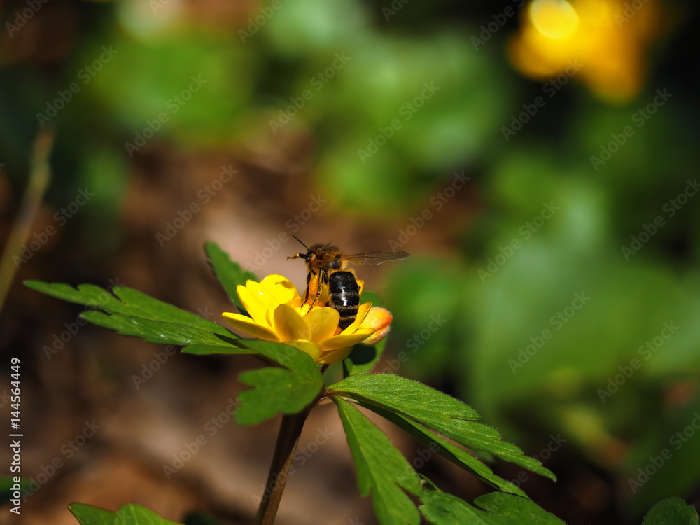 Bee sitting at the bright yellow flower at the meadow Bee sitting at the bright yellow flower at the meadow