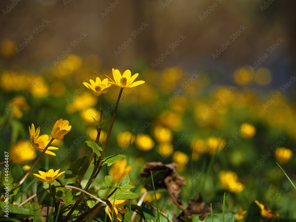  the bright yellow flowers at meadow at the sun