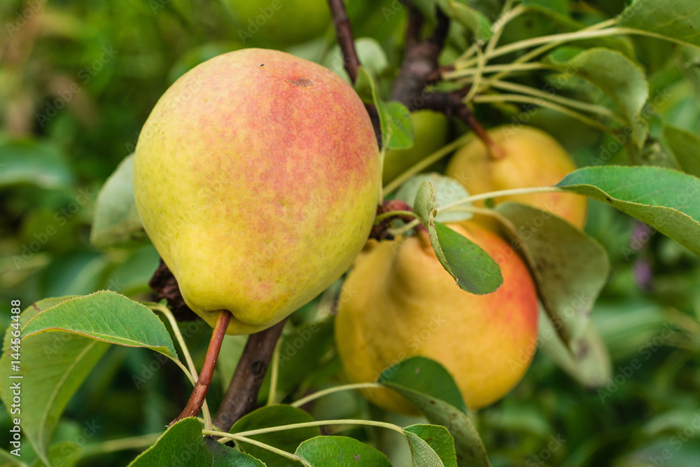 Pears on the tree Pears on the tree