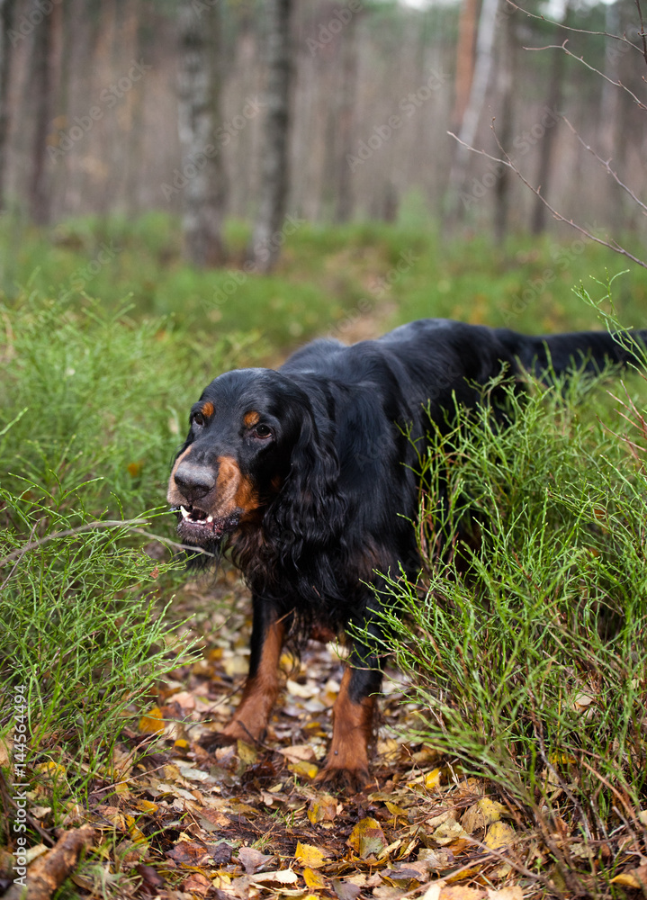 dog breed  Gordon Setter barks at the path in the autumn forest