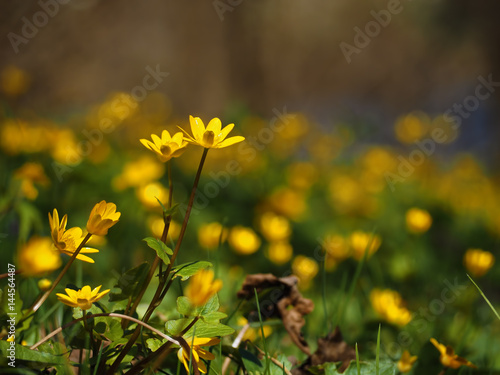  the bright yellow flowers at meadow at the sun