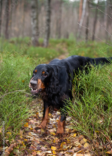 dog breed Gordon Setter barks at the path in the autumn forest
