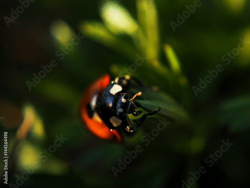 Ladybug red spotted climbing the green grass at the sun looking at camera
