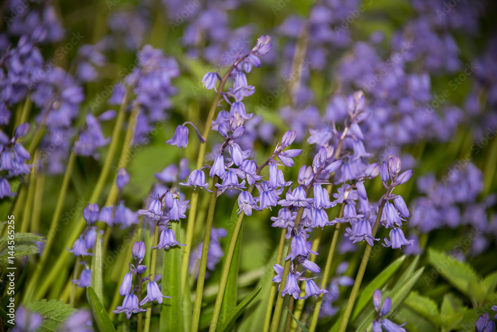 Obraz premium Masses of Spanish Bluebells, , Hyacinthoides hispanica, flowering in springtime