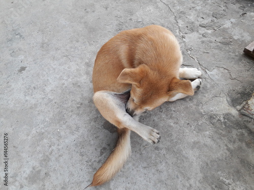 Fényképezés cute puppy cleaning itself