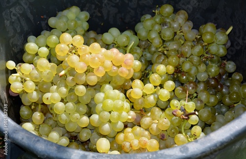 Vindima uvas