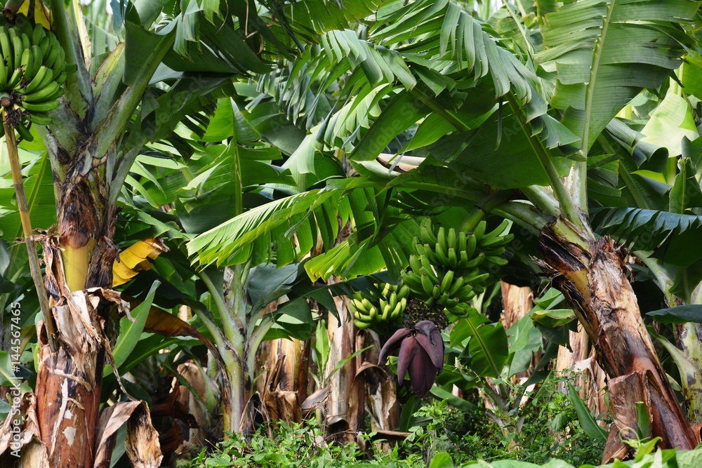 Obraz premium Bananeiras