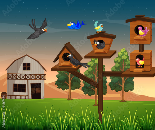 Many birds in birdhouse on the farm