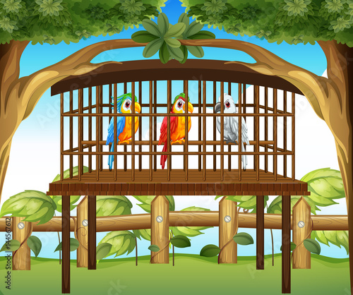 Macaw parrots in wooden cage