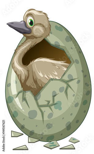 Wild bird hatching egg