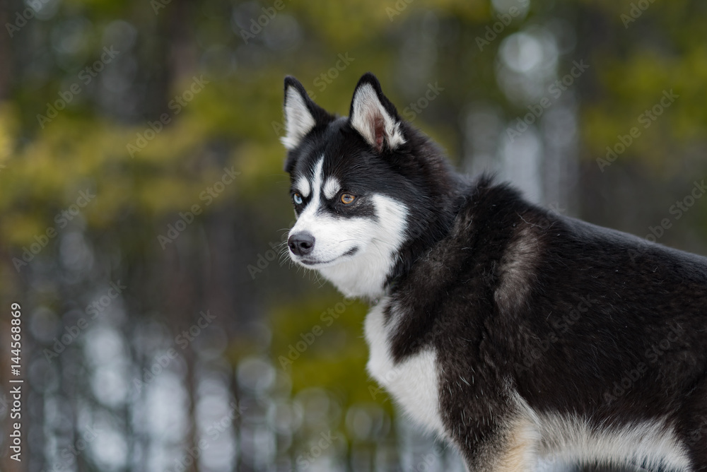 Pomsky Husky with 2 colored eyes looks out into the forest