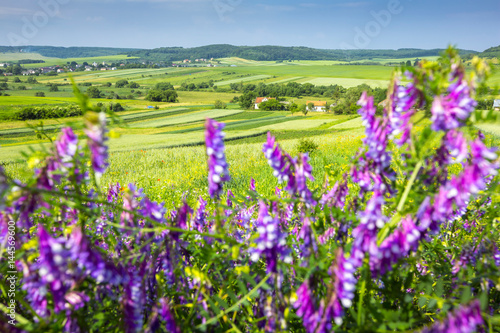 beautiful sunny day, travelling into the green field, farmland landscape in the springtime, fragrant wildflowers
