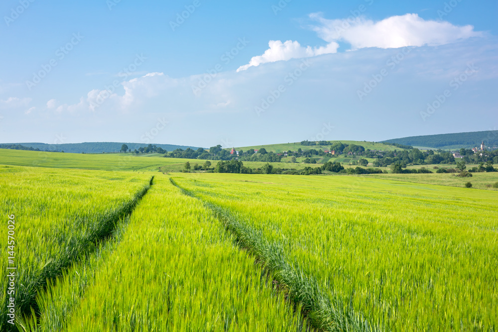 beautiful sunny day, travelling into the green field, farmland landscape in the springtime