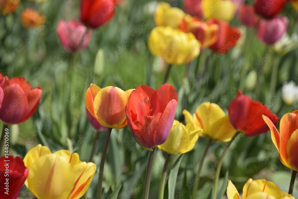 Wiese mit bunten Blumen